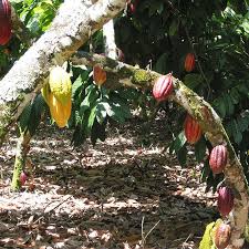 
          Mise en oeuvre du prix minimum garanti du cacao