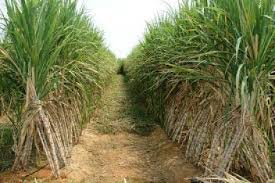 
          La Chronique Matières premières agricoles 