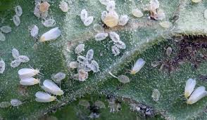 
          Les insectes ravageurs 