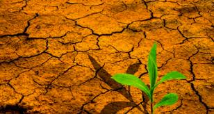 
          Agriculture intelligente face au climat