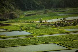 
          L’Agriculture climato intelligente 