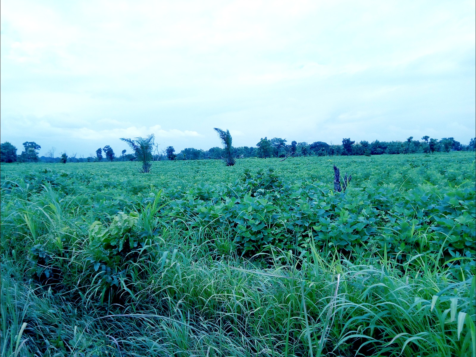 
          L'agriculture intelligente face au climat 