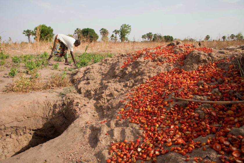 
          De la tomate de bonne qualité au Nigeria; voilà le nouveau défis des acteurs de la filière 