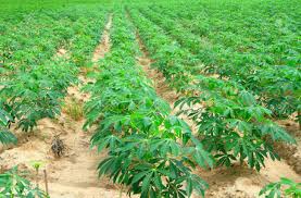 
          Le manioc a un fort potentiel pour contribuer à la suffisance alimentaire, mais il fait aussi face à des contraintes .