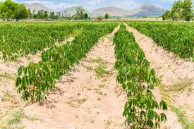 
           Le choix du sol pour la culture du manioc est indispensable pour un bon rendement.