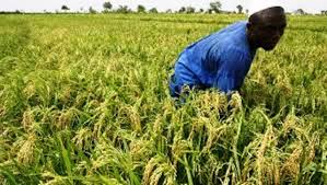 
          Un projet agricole sur le riz pour améliorer les moyens d'existence des petits exploitants agricoles en Afrique 