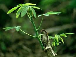 
           Des informations sur la culture du manioc: la préparation du terrain, la sélection des boutures, la plantation.