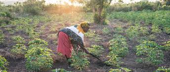 
           Contrôler les adventices par le désherbage, pour lutter contre le retard de  croissance et la réduction de performance du manioc.