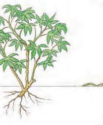 
           L’utilisation d’engrais sur le manioc en monoculture, pour apporter des nutriments à la plante.