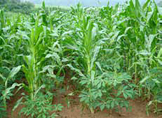 
           Utilisation d’engrais sur les cultures intercalaires: Le manioc en association avec le maïs. 