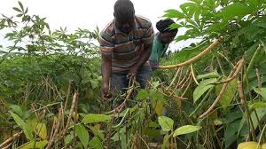 
           Utilisation d’engrais sur les cultures intercalaires: Le manioc en association avec des légumineuses.