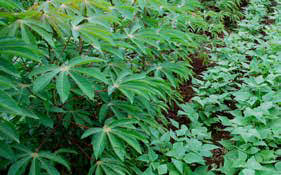
           Utilisation d’engrais sur les cultures intercalaires: Le manioc en association avec des légumes