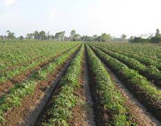 
           La matière organique: améliorent la structure du sol, fournit les nutriments au manioc. 