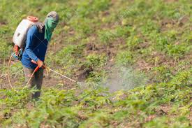 
           Lutter contre les ravageurs et maladie du manioc tout en protégeant l'écosystème agricole.