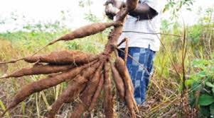 
           La récolte du manioc: récolte manuelle et  récolte mécanique