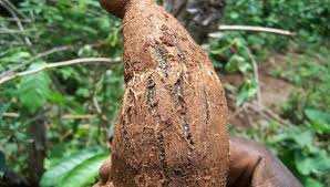 
           La protection du manioc:  lutter contre les maladies virales du manioc.