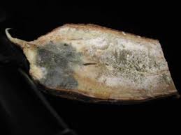 
           La protection du manioc:  lutter contre la pourriture des racines du manioc.