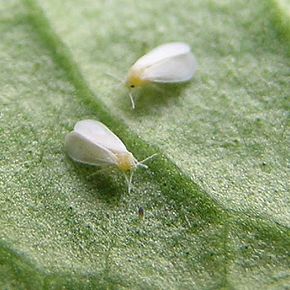 
           La protection du manioc:  lutter contre les insectes nuisibles à l’instar des aleurodes.