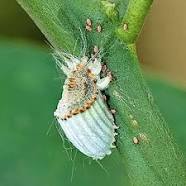 
           La protection du manioc:  lutter contre la cochenille du manioc( guêpe parasite).