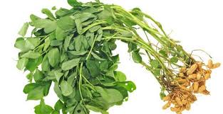 
           Que savons-nous de la biologie de l’arachide (Arachis hypogaea)?