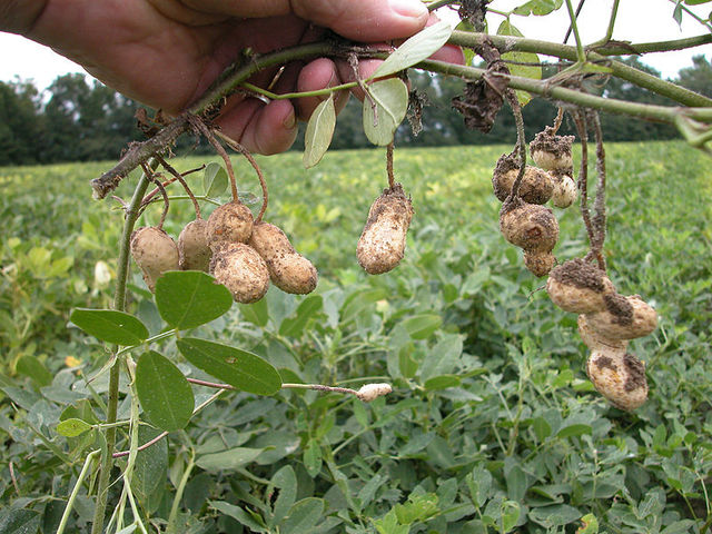 
           L'apport d'engrais sur arachide: l’utilisation  du fumier et de l’engrais vert. 