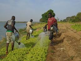 
          Le développement agricole par l’agriculture intelligente face au climat au Burkina.