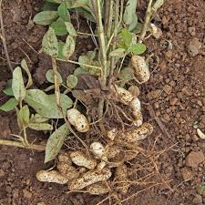 
           Lutte contre les maladies et invertébrés nuisibles à l’arachide en cours de végétation: Les arthropodes