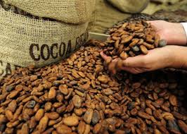 
          L’Organisation internationale du cacao (ICCO) réduit de moitié ses prévisions concernant l’excédent mondial de cacao.