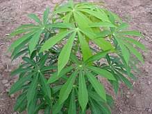 
          Quelles sont les différentes phases de croissance de la plante de manioc ?