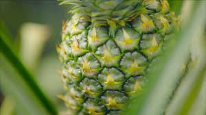 
          Investissement en Sierra Leone : Le japonais Itochu, investit en Sierra Leone pour cultiver, récolter et transformer des ananas.