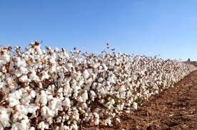 
           L’adoption du coton OGM  au Burkina Faso a t-elle participé à la baisse de performance du pays dans la filière?