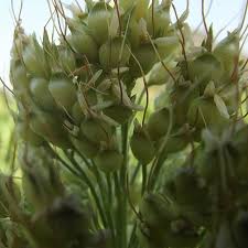 
           Croissance et développement de la plante de sorgho: La phase de la floraison.