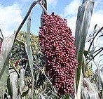 
           Croissance et développement de la plante de sorgho: Remplissage du grain et maturité.