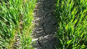 
           La résistance à la sécheresse de la plante du sorgho.