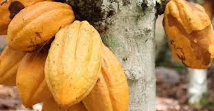 
          La Chronique Matières premières agricoles: le cacao au 5 septembre 2019.