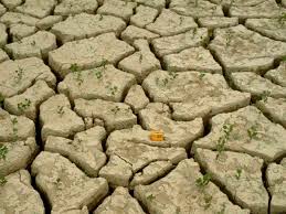 
            La préparation du sol pour les sorghos de saison des pluies: Cas particulier des vertisols.