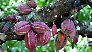 
          En Côte d’Ivoire la question de la durabilité de la production du Cacao est à l’ordre du jour.
