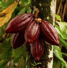 
          La Chronique Matières Premières Agricoles: le cacao au 12 septembre 2019.