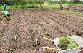 
             La préparation du sol pour les cultures désaisonnées de sorgho:Les sorghos repiqués