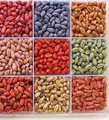 
            Le semis du sorgho: Conditions générales du semis et désinfection des semences.