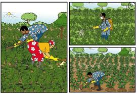 
            Désherbage: Le contrôle de l'herbe en culture de décrue du sorgho