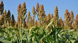 
            Désherbage: L'utilisation des herbicides sur sorgho en milieu traditionnel