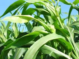 
            Fertilisation d'une culture de sorgho: Quelles types de fertilisation minérale appliquer?