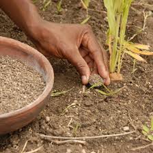 
            Fertilisation d'une culture de sorgho: Épandage de l'engrais minéral