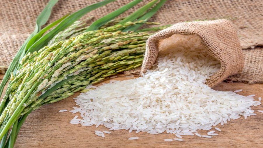 
          Investissement agricole: La filiale nigériane du groupe émirati Stallion, Popular Farms and Mills Limited, investi au Nigeria pour booster la filière du riz et sésame