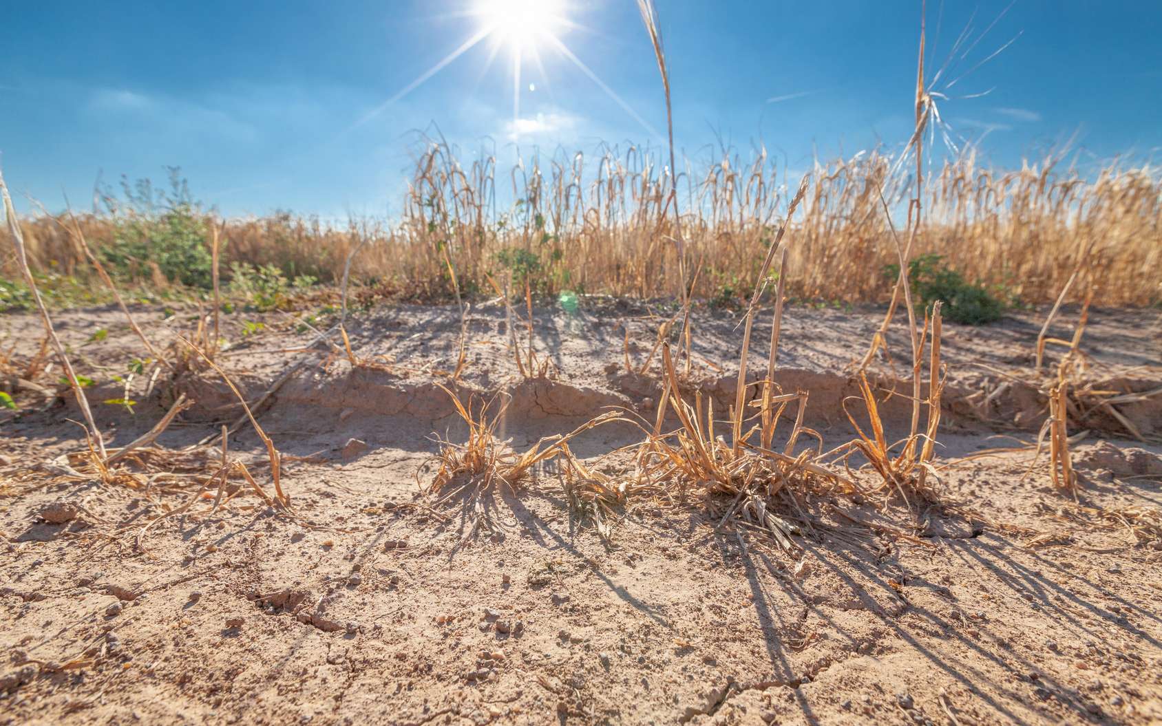 
          La campagne agricole 2019 affectée par des déficits pluviométriques en Côte d’Ivoire et au Sénégal