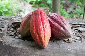 
           La Chronique Matières Premières Agricoles: Le cacao au 19 septembre 2019