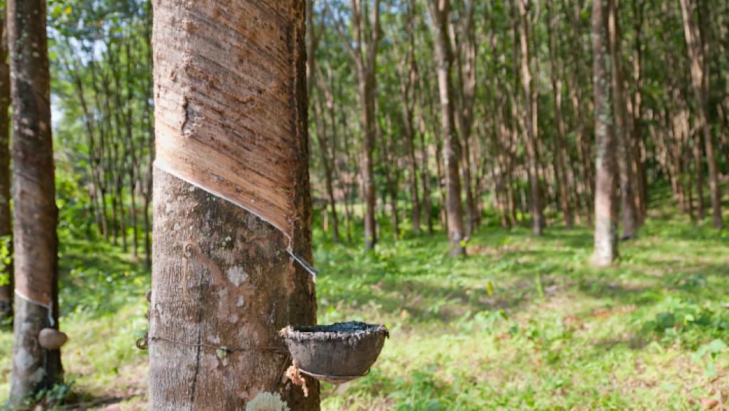 
           La Chronique Matières Premières Agricoles: Le cacao au 19 septembre 2019