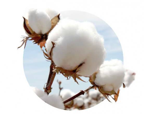 
          La Chronique Matières Premières Agricoles: Le coton au 19 septembre 2019