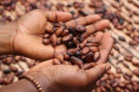 
          La politique commune cacaoyère entre la Côte d’Ivoire et le Ghana: La possibilité de plafonner leur production de cacao